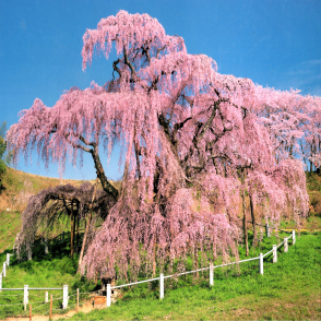 福島 盛開的三春瀧櫻(絕版)