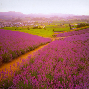 北海道 薰衣草微風(絕版)
