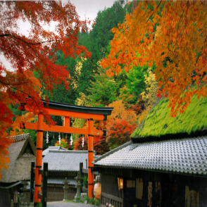 京都 秋染的京茶屋(絕版)