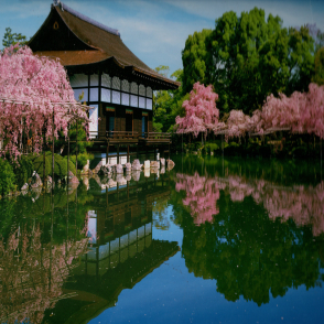 京都 平安神宮櫻花(絕版)