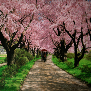 岩手 北上展勝地 櫻花隧道(絕版)