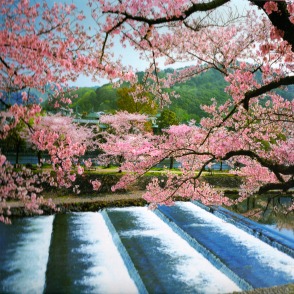 春天的宇治川(絕版)