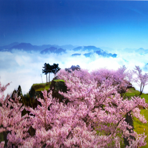 櫻花盛開的竹田城遺址(絕版)