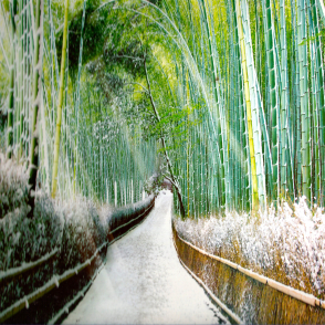 冬天的嵯峨野竹林 京都(絕版)