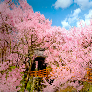 盛開的高遠城公園 長野(絕版)