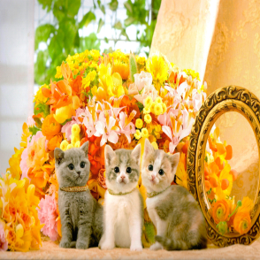 花與小貓(絕版)