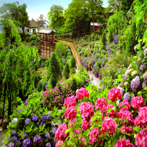 繡球花盛開 吉峰寺 (絕版)
