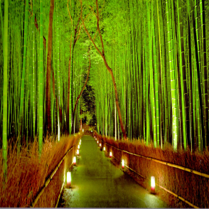 點亮嵯峨野竹林(迷你片)(絕版)