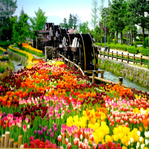 五座水車和鮮花盛開的公園 富山(迷你片)(絕版)