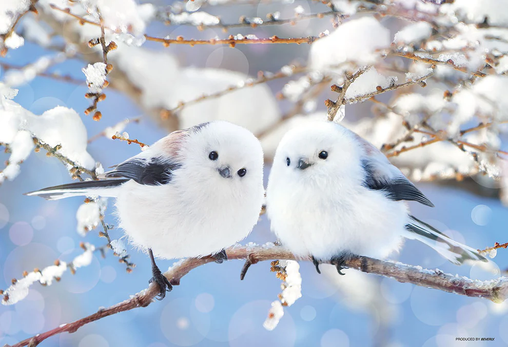 輕飄飄的長尾山雀