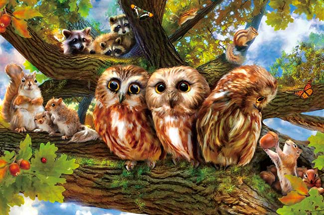 貓頭鷹和山毛櫸森林