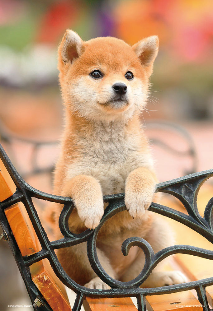 長凳上的小柴犬