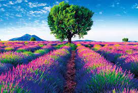 薰衣草花海(迷你片)