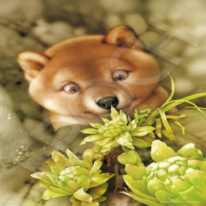 融雪與小狗 村松誠