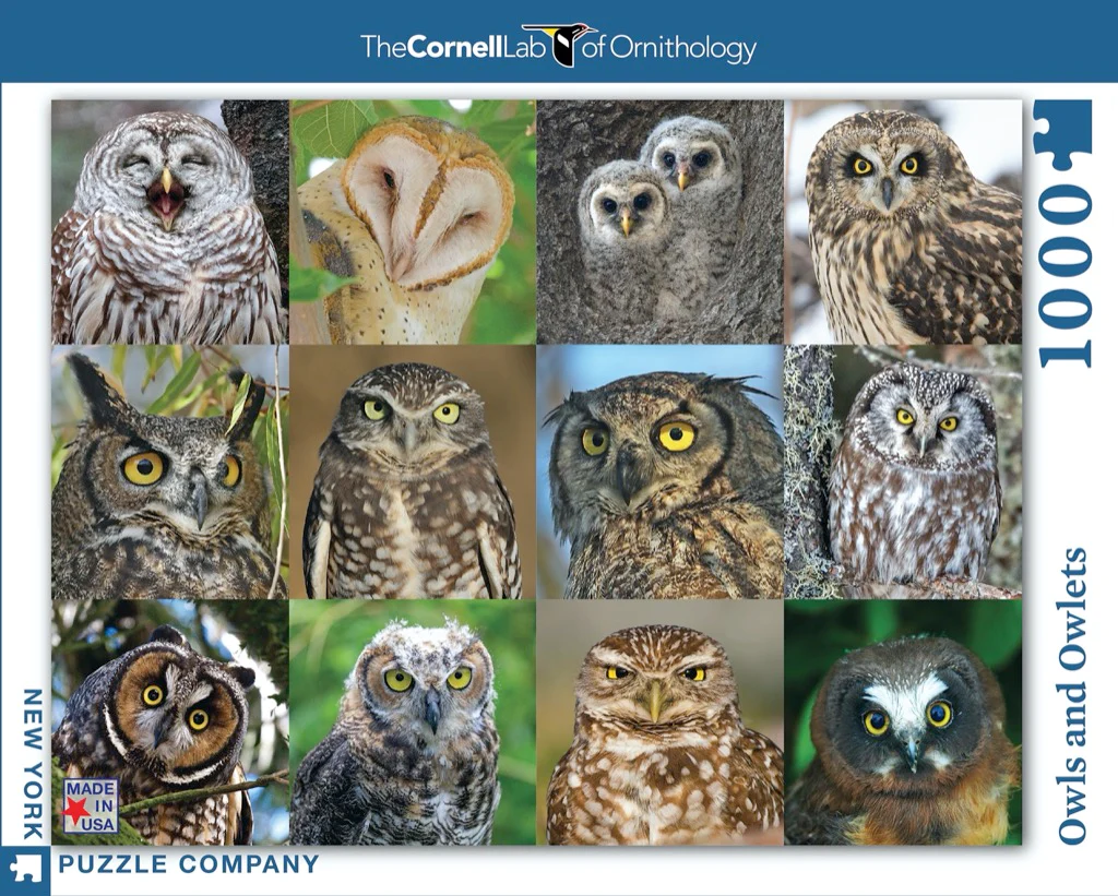 貓頭鷹跟小貓頭鷹