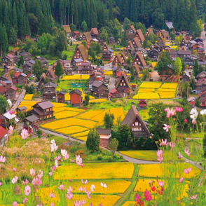 大波斯菊搖曳的白川鄉