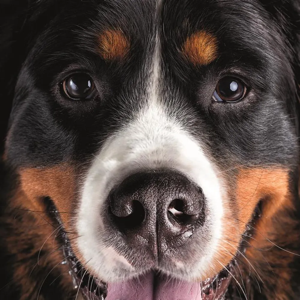 毛茸茸的狗(大拼片)